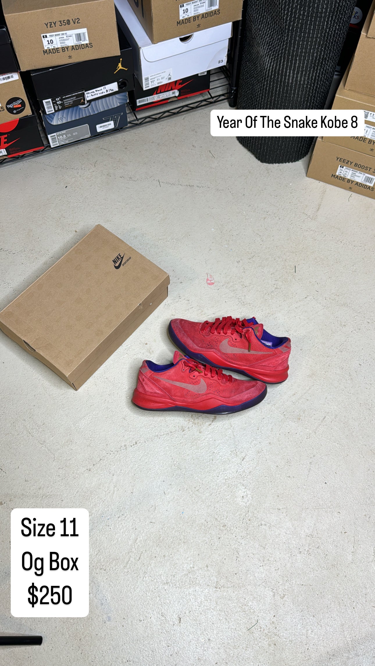 Year of the Snake Kobe 8 (11)